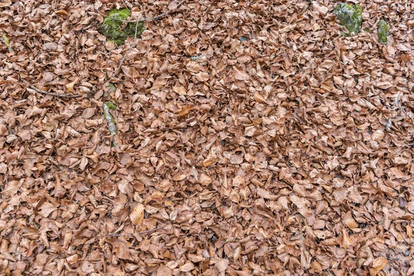 Top View Autumn Leaves Falling Foliage Background — Stock Photo, Image