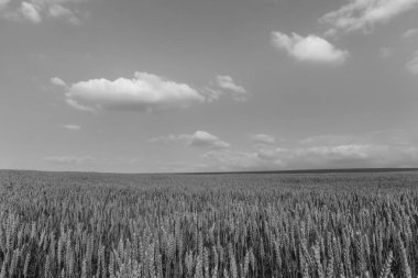 Güneşli bir günde yeşil buğday tarlası, bulutlu mavi gökyüzü. Büyüleyici doğa konsepti. Kırsal model pankart, duvar kağıdı arka planı.