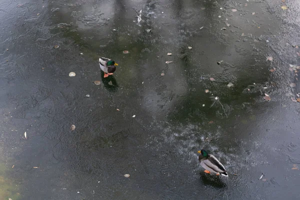 Due Anatre Che Camminano Uno Stagno Ghiacciato Fiume — Foto Stock