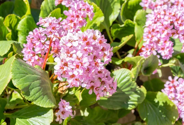 Closeup view of beautiful Hydrangea flower (Hydrangea macrophylla). Flowering and blooming pink and purple hortensia plant with green leaves in spring and summer in a garden.