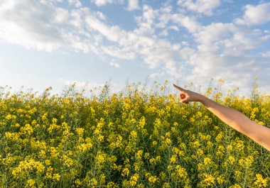Kopyalama alanı işaretleniyor. Arm görünümü ve parmak izi reklam metinleri için boş kopya alanı ile gökyüzünü gösteriyor. Sarı çiçek tarlasında güneşli bir yaz günü.