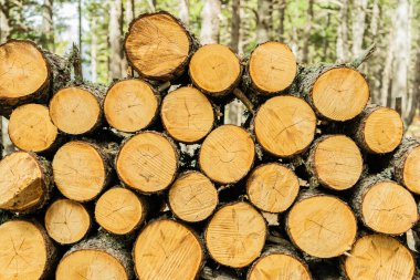 Ahşap kütükler arka planda. Duvar kağıdı olarak ahşap gövdeler, kış, depolama veya işleme endüstrisi için hazır yakacak ahşap dokusu. .