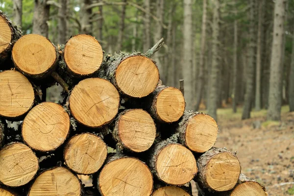 Pile of wood logs in forest .Logging timber forest lumber industry.Firewood in nature ready for winter background.