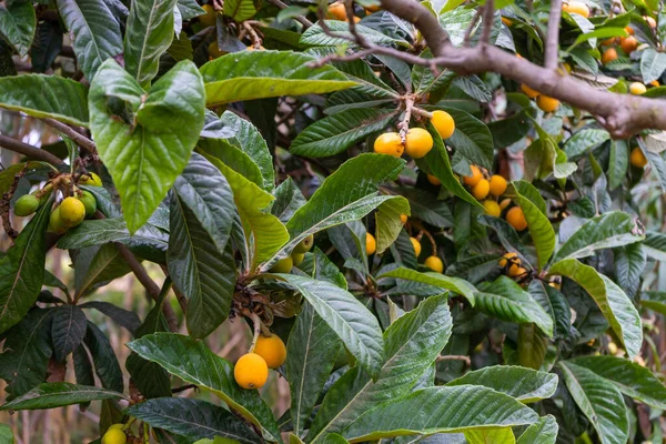 Καρποί Medlar Loquat Στο Δέντρο Eriobotrya Japonica Ωρίμασε Την Έννοια — Φωτογραφία Αρχείου