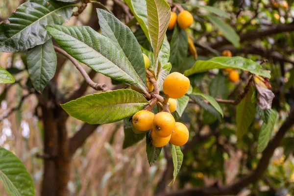 Mazzo Loquat Nespola Sull Albero Eriobotrya Japonica — Foto Stock