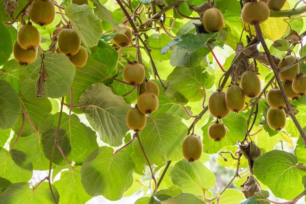 Ein Bündel Kiwi Früchte Auf Einem Ast Garten Bio Konzept Stockbild