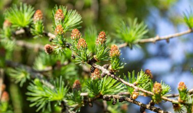 Ovulate kozalakları karaçam ağacının çalıları, ilkbahar, Mayıs sonu