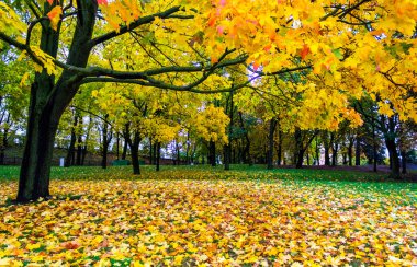 Avrupa 'da bir sonbahar parkında renkli yapraklar