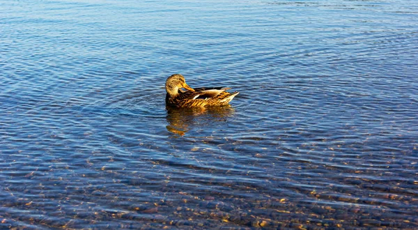 Anatra Nuota Lago Blu Autunno — Foto Stock