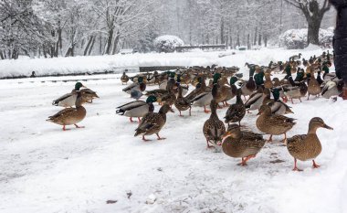Kışın küçük bir göletin yanında bir sürü ördek olur.