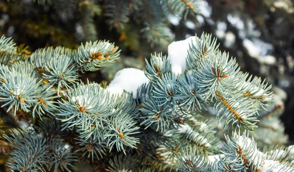 Snowy Pine Branches City Park Winter — Stock Photo, Image