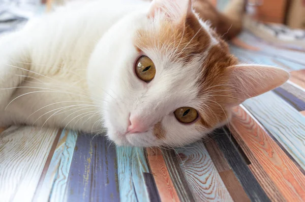 Красный Кот Лежит Полосатом Фоне Смотрит Камеру — стоковое фото