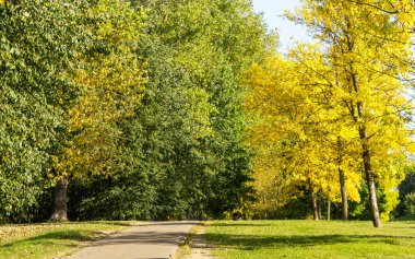 Minsk 'teki Sonbahar Şehir Parkı. Renkli ağaçlar ve sonbahar yolu