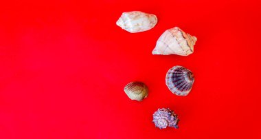 Parlak kırmızı bir zemin üzerinde deniz kabukları. Seyahat davetiyesi. Yaz tatili kavramı. Boşluğu kopyala