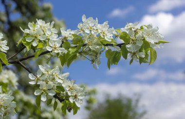 Güneşli bir bahar gününde mavi gökyüzünde çiçek açan elma ağacının bir dalı.