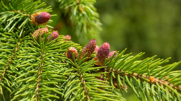 Young Cones Green Pine Tree Spring Good Weather — Stock Photo, Image