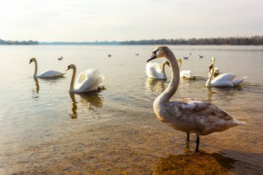 Ilık bahar havasında, birçok beyaz kuğu gölde yüzer.