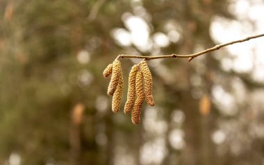 Genel ela Corylus avellana küpeleri bulanık arkaplan odaklı.
