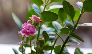 Ciğerotu çiçekleri evde, pencerede. İlaç fabrikası Pulmonaria officinalis, bitkisel ilaçlar, doğanın parlak renkleri.