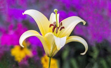 Turuncu Kanadalı Lily - Lilium Canadense Canlı mor bir arkaplan