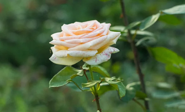 Close Pink Rose Clear Weather Garden — Stock Photo, Image