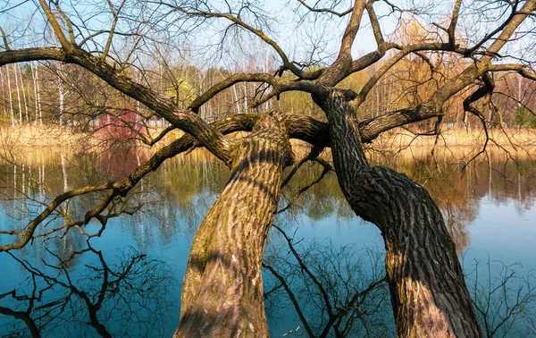 Deux Arbres Sans Feuillage Pendaient Dessus Eau Début Printemps Par — Photo