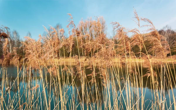 Roseaux Début Printemps Par Temps Ensoleillé Sur Lac — Photo