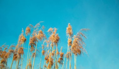 Çiçekli ağaç küçük kamış Calamagrostis epigejos mavi gökyüzüne karşı. Seçici odaklanma. Ayarlanmış