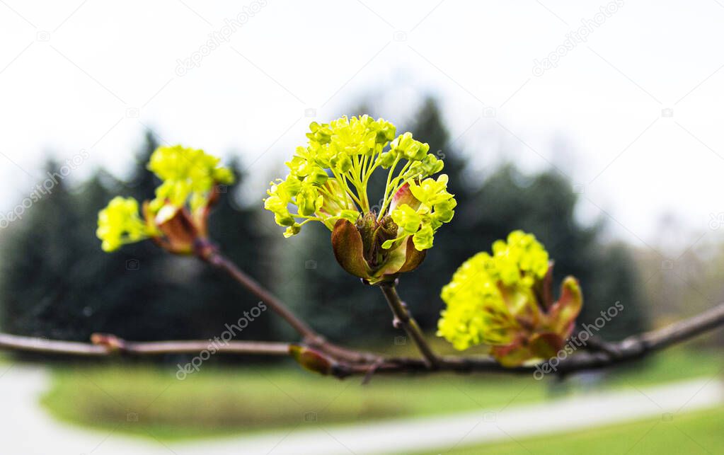 Branches of spring flowers of the Norway Maple. Blooming Norway Maple, Acer platanoides, flowers with blurred background macro