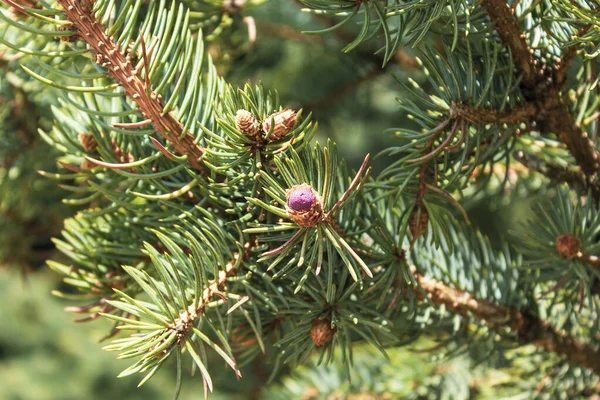 Young Red Fir Buds Spruce Branches Close Spring Season Blossom — Stock Photo, Image