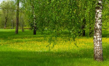 Baharda, güneşli bir havada karahindiba tarlasında huş ağacı.
