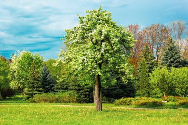 Bahar parkında mavi gökyüzünde çiçek açan elma ağacı.