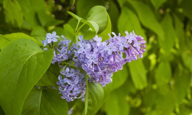 Leylak çiçek açar. Güzel bir demet leylak yaklaş. Çiçekli leylaklar. Çiçekli leylak çalısı. Bahçedeki leylak çiçekleri.