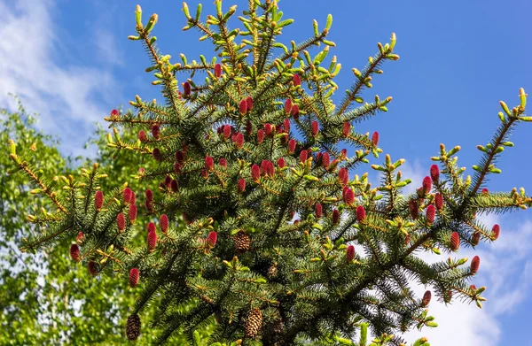 Spruce Μικρά Κόκκινα Κώνους Στα Τέλη Της Άνοιξης Ηλιόλουστη Μέρα — Φωτογραφία Αρχείου