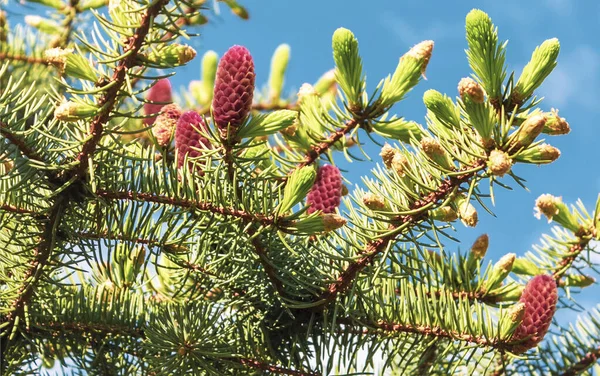 Spruce Μικρά Κόκκινα Κώνους Στα Τέλη Της Άνοιξης Ηλιόλουστη Μέρα — Φωτογραφία Αρχείου