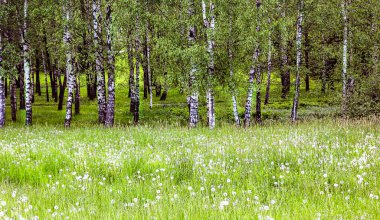Yaz. Çiçekli beyaz karahindiba ve huş ağaçları olan bir çimenlik..