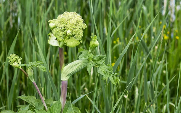 Primo Piano Fiore Bianco Della Pianta Medicinale Angelica Sullo Sfondo — Foto Stock