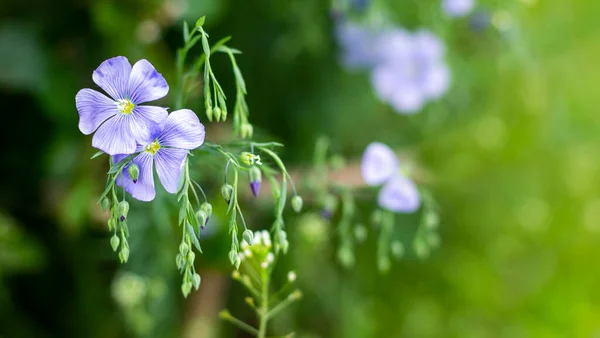 柔らかい焦点に亜麻の花 背景には青の花 — ストック写真