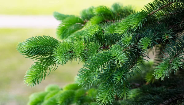 Branch Fluffy Siberian Pine Close — Stock Photo, Image