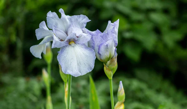 Fleur Iris Violet Poussant Sur Lit Fleurs Dans Ville — Photo