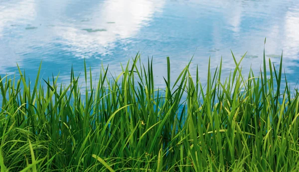 Herbe Verte Été Sur Fond Lac Avec Reflet Ciel Bleu — Photo
