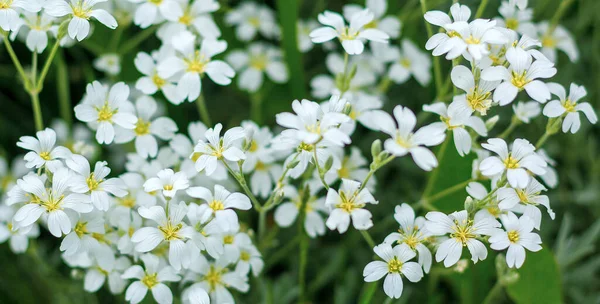 クローブ科の開花植物の属 野原の白い花 — ストック写真