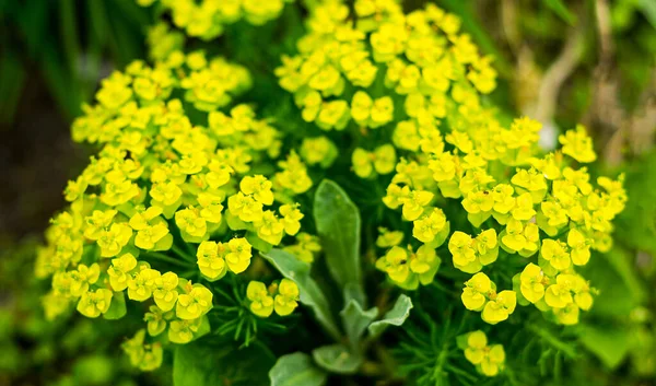 Yellow Milkweed Flowers Grow Field Summer Day — Stock Photo, Image