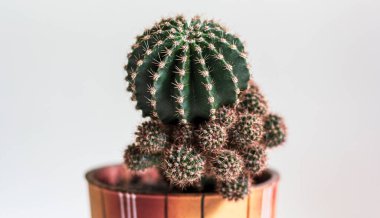 Üzerinde küçük kaktüsler olan büyük bir kaktüs bitkisi. Beyaz arkaplan .