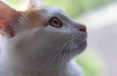 Penceredeki meraklı kızıl kedinin portresini kapat