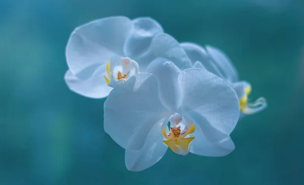 Fiori Bianchi Orchidea Uno Sfondo Turchese Bello — Foto Stock