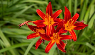 Kırmızı gün zambakları Hermerocallis, yeşil arka planlı makro. Bir çiçekte sığ alan derinliği, anterlerde vurgu. Bulanık arkaplan
