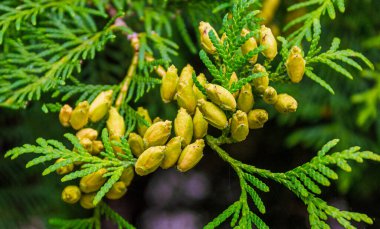 Thuja Koreli küçük boy, yazın parkta çiçek açar. Güzel cilt yüzeyi