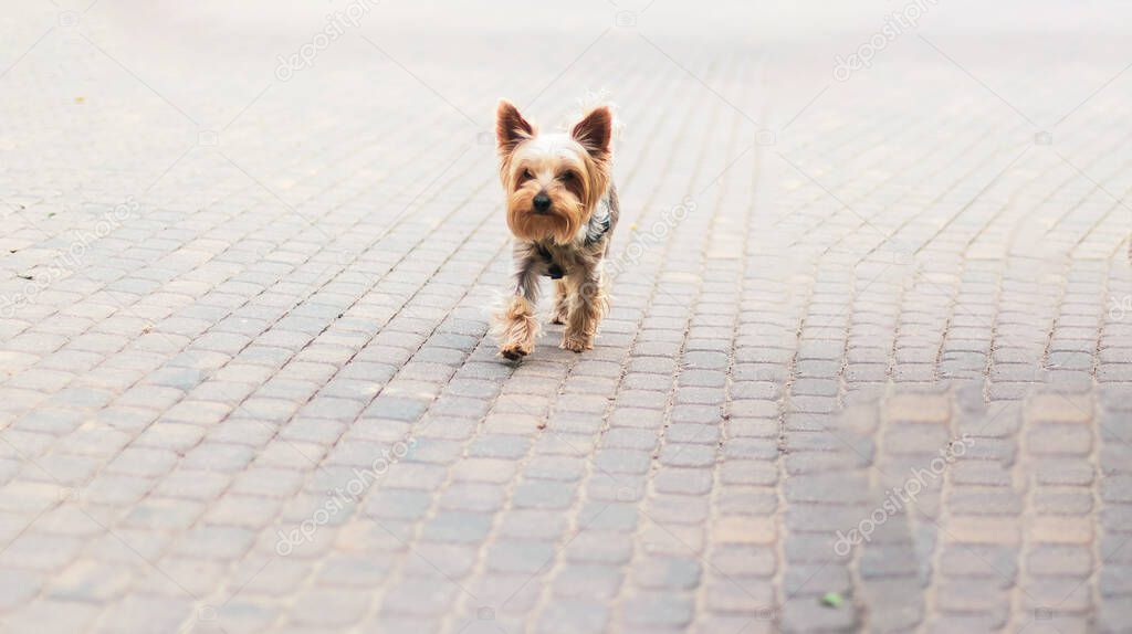 Yorkshire Terrier on a stone path. Little Yorkie dog in the autumn park. Walk a small dog in the open air.