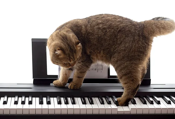 Scottish fold beautiful cat playing piano,close-up portrait,